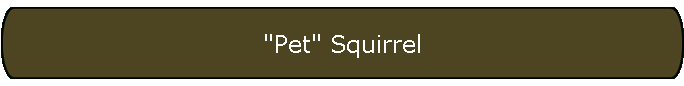 "Pet" Squirrel