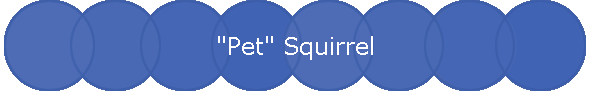 "Pet" Squirrel